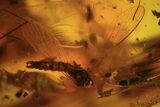 Fossil Crane Fly (Limoniidae) and Diptera In Baltic Amber #87234-2